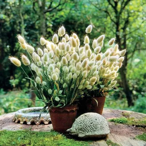 Vista 2 de Park Seed Bunny Tails - Semillas de hierba ornamental, paquete de 50 semillas