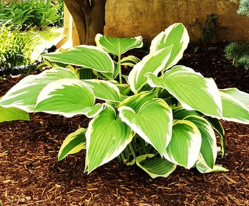 Vista 6 de 100 semillas de hosta en forma de corazón para jardín de sombra perenne para plantar al aire libre