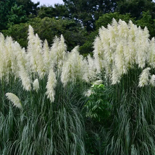 Vista 4 de 1000+ semillas mixtas de hierba de las Pampas Cortaderia Selloana para plantar, semillas de plantas ornamentales, decoración de jardín, flores altas