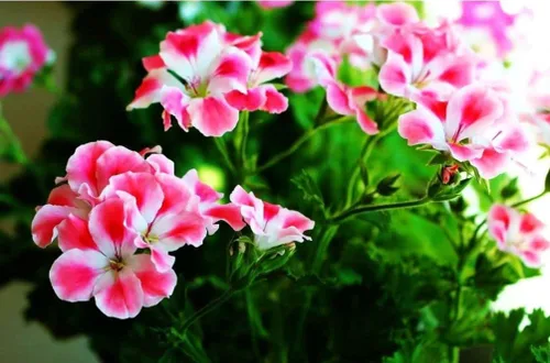 Vista 4 de Geranium Mix 50+ Semillas Plantación de Flores para Interior Exterior