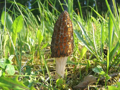 Vista 2 de Sporas Black Morel Setas Semillas Micelio Spawn Crecer Bonsái Secado No GMO