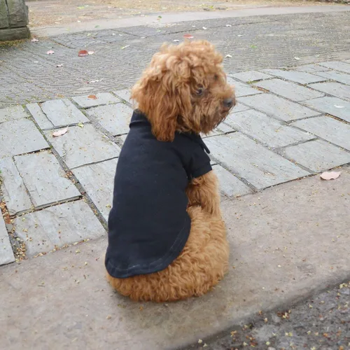 Vista 8 de lovelonglong Polo básico para perro, de algodón de primera calidad, para perros grandes, medianos y pequeños, con cuello de dos botones, color Negro