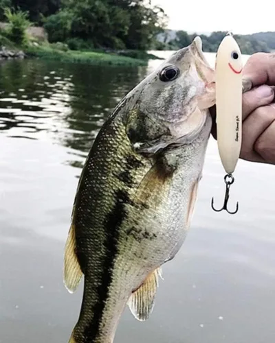Vista 3 de Heddon - Señuelo de pesca Super Spook para agua salada y agua dulce
