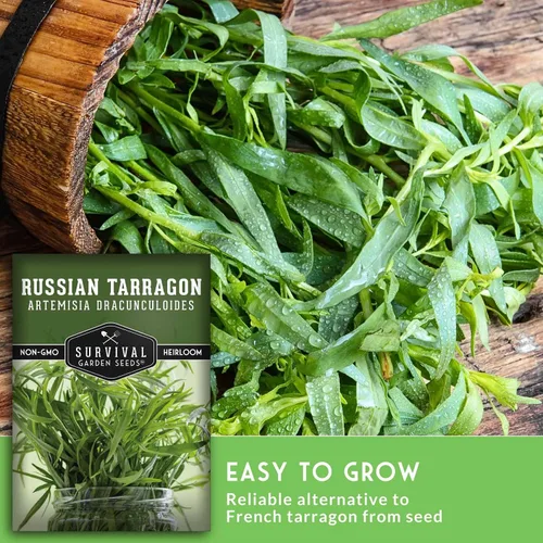 Vista 4 de Semillas de estragón ruso para plantar, hierba culinaria de reliquia, semillas perennes de polinización abierta sin OMG para cultivar, semillas