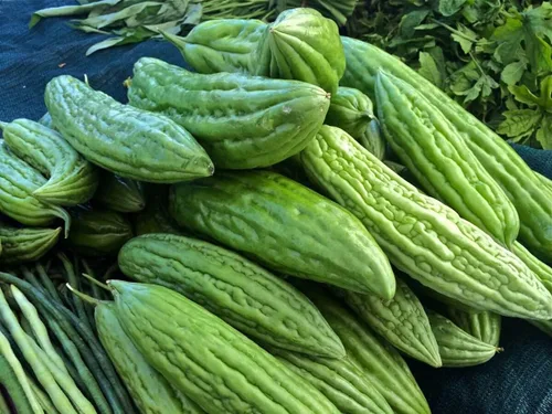 Vista 4 de Gaea's Blessing Semillas – Semillas de melón amargo – Semillas de calabaza amarga herencia de melón amargo sin OMG con instrucciones de siembra