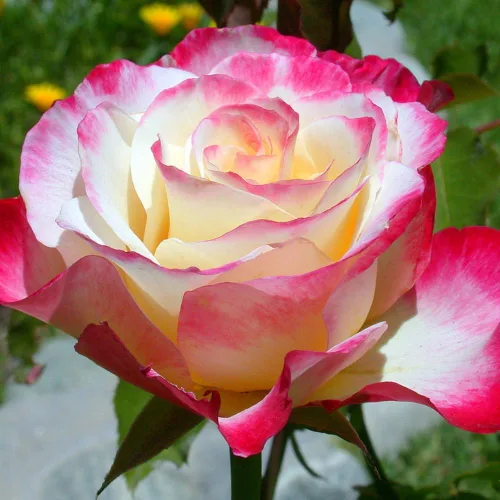 Vista 6 de Rose Bush - Planta viva de rosas trepadoras, arbusto vivo a raíz desnuda con tierra de 7 a 10 pulgadas de alto, rosas fragantes arbustos de rosas