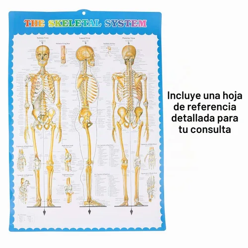 Vista 8 de Houseables Esqueleto humano desarticulado, modelo de esqueleto humano para anatomía, modelo de anatomía, anatómicamente correcto, huesos