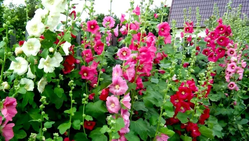 Vista 6 de Semillas Mezcla de Semillas de Malvarrosa Malva 30+ Semillas para Plantar Flores Perennes Vistosas Mezcla Multicolor