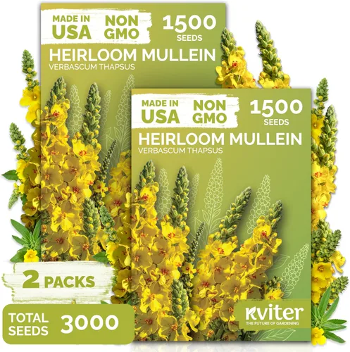 Vista 9 de KVITER 2000 semillas de encaje de la reina blanca Anne (Ammi Majus), paquete de 2 – Flor de obispo, reliquia, flor silvestre orgánica y sin OMG