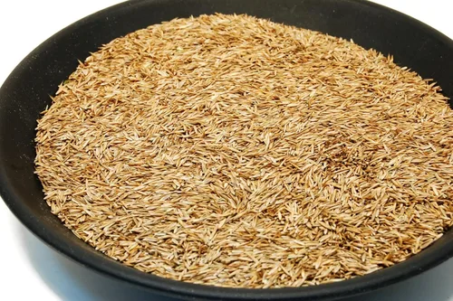 Vista 3 de Semilla de césped Festuca Alta Kentucky 31 K31 de Eretz - ¡Elige el tamaño! Certificado por el estado, sin rellenos, sin malas hierbas u otras
