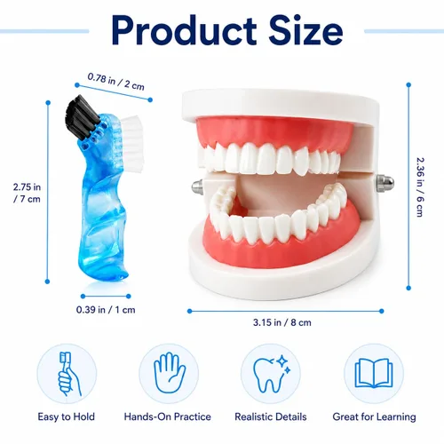 Vista 2 de Modelo de dientes dentales con cepillo de dientes dental, modelo de dientes estándar para cepillar, demostración de modelo de boca de dentadura