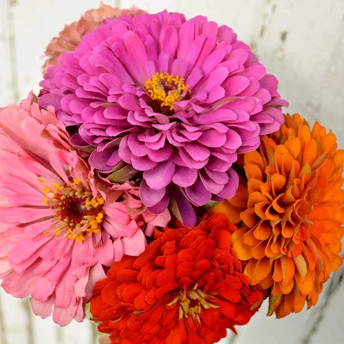 Vista 3 de Dahlia - Mezcla de zinnia florecida, 100 semillas, variedad de reliquia y polinización abierta, atrae mariposas y colibríes, semillas de flores sin
