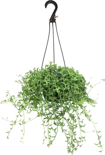 Vista 12 de Plantas para Mascotas - Suculentas de Orejas de Elefante Trepadoras, Plantas Colgantes Vivas, Plantas Suculentas para el Hogar, Maceta Colgante