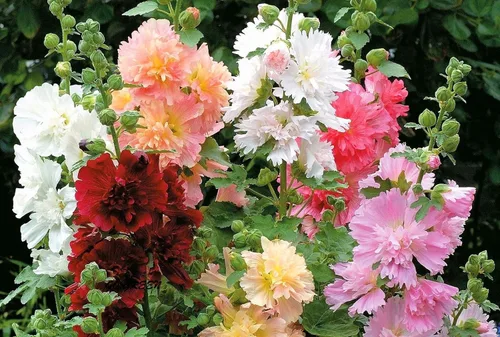 Vista 2 de Semillas Hollyhock Double Majorette Mix - Flores perennes para plantar - Sin OMG