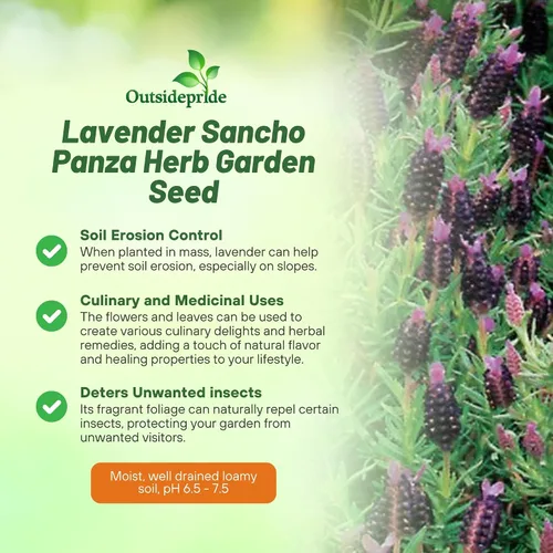 Vista 3 de Outsidepride Sancho Panza - 50 semillas de hierbas perennes, tolerantes a la sequía y aptas para polinizadores para plantar flores fragantes