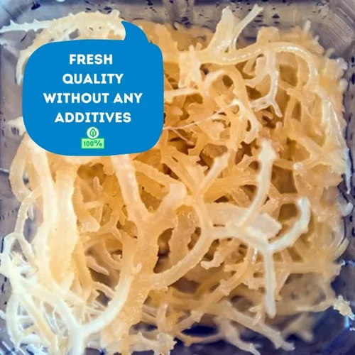 Vista 2 de Musgo marino Musgo marino irlandés Artesanal silvestre - 100% natural, hace más de 120 onzas de gel Seamoss Dr. Sebi - 8 onzas para la salud