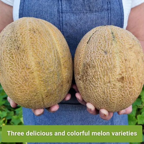 Vista 3 de Sow Right Seeds - Colección de semillas de frutas de melón para plantar - Paquetes individuales Honey Rock, Hales Best y Honeydew Melon - Semillas