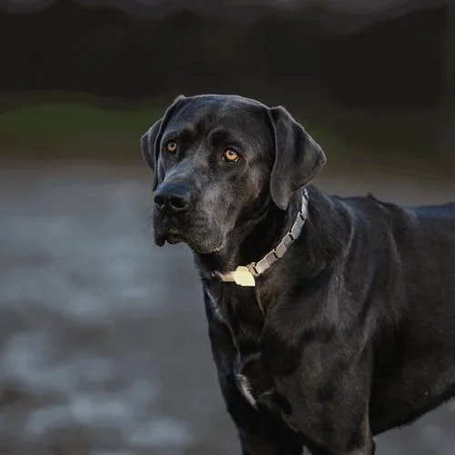 Vista 7 de Herm Sprenger Chaqueta de plástico para hebilla ClicLock cubierta protectora para cierre rápido del collar de perro Herm Sprenger con hebilla