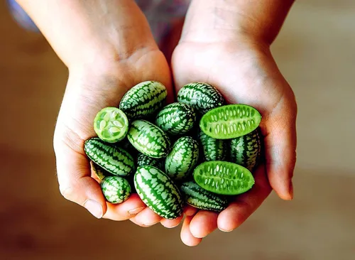 Vista 22 de Semillas de frutas para plantar - Semillas de frutas de jardín (caqui americano - 10 semillas)