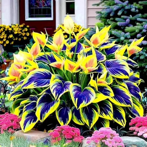 Vista 4 de Más de 350 semillas de Hosta de forma de corazón Hosta raíces desnudas - Foliaje rico, hojas en forma de corazón, hostas exóticas tolerantes a