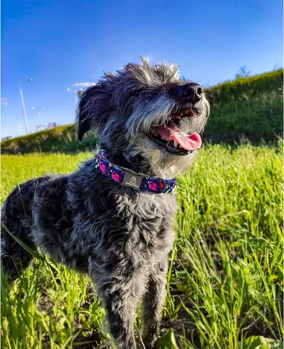 Vista 4 de Lionheart glory Collar de perro, collar azul para perros pequeños, collar de dinosaurio ajustable para perros pequeños, regalo para mascotas
