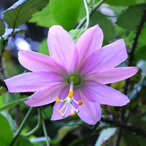 Vista 2 de Eden Brothers Semillas de Passiflora - Plátano Maracuyá