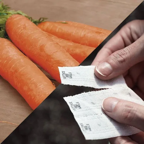 Vista 6 de Park Seed Sembrar Effortless Collection Cinta de semillas – col rizada mágica negra, 15 pies – fácil de plantar tú mismo, col rizada gourmet
