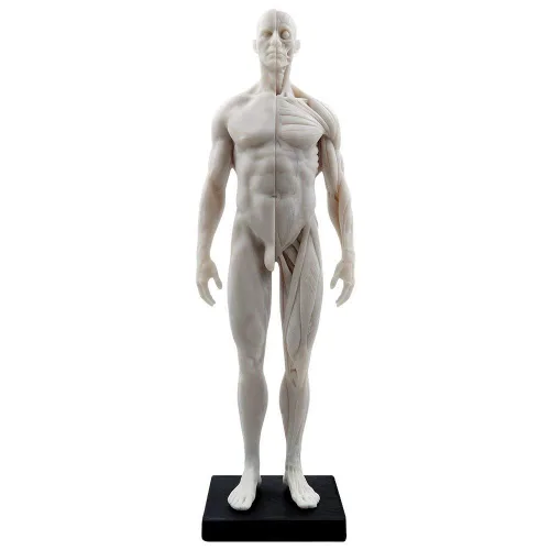 Vista 2 de Modelo anatómico musculoesquelético del cuerpo humano para el estudio y la enseñanza (30CM1)