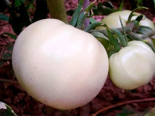 Vista 2 de Semillas gigantes de tomate blanco grandes semillas blancas para plantar huerto único alrededor de 20 semillas