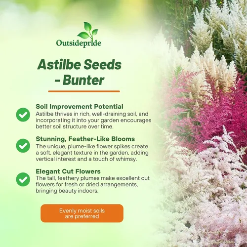 Vista 3 de Outsidepride Bunter Astilbe Seeds - 1000 semillas de flores perennes, tolerantes a la sombra para plantar flores mixtas vibrantes en áreas húmedas