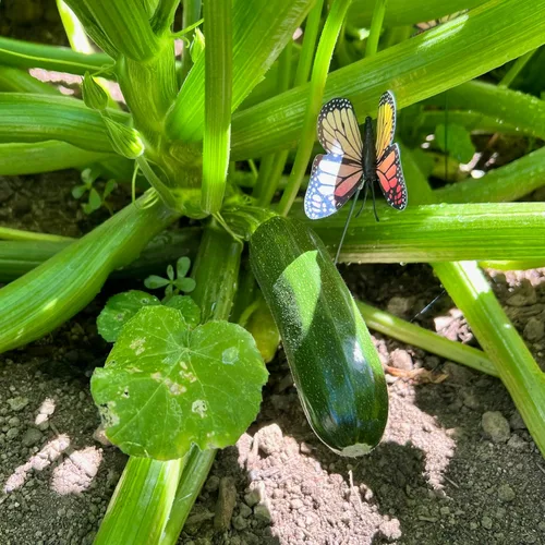 Vista 7 de Plant Good Seed Semillas de calabacín orgánicas Black Beauty, paquete de 20, semillas tradicionales para plantar verduras, suministros