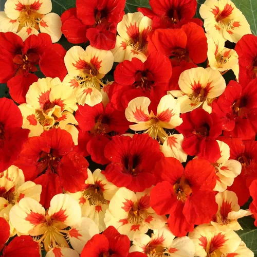 Vista 7 de Outsidepride Semillas de capuchina en crema de fresa, 25 unidades, anuales, fáciles de cultivar y versátiles, semillas de flores para plantar flores