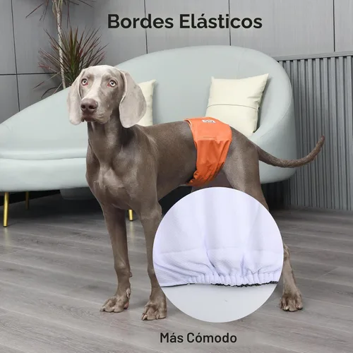 Vista 7 de JoyDaog - Pañales reutilizables para cachorros varones, paquete de 5, lavables, bandas reutilizables para el vientre, para perros