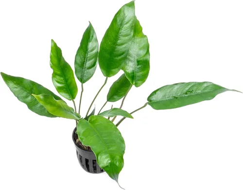 Vista 13 de SubstrateSource Plantas vivas – Anubias Hastifolia (Anubias hastifolia) – Luz baja a moderada, hojas en forma de flecha de color verde medio a