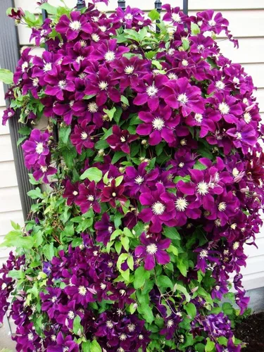 Vista 3 de Semillas de Clematis Mixtas Flor Vid Flor Perenne 20 Pcs Semillas