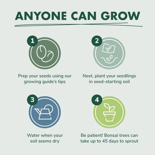 Vista 5 de Kit de principiantes de semillas de árbol Bonsai, Mini juego de cultivo de plantas Bonsai, 4 tipos de semillas, macetas, tijeras de podar