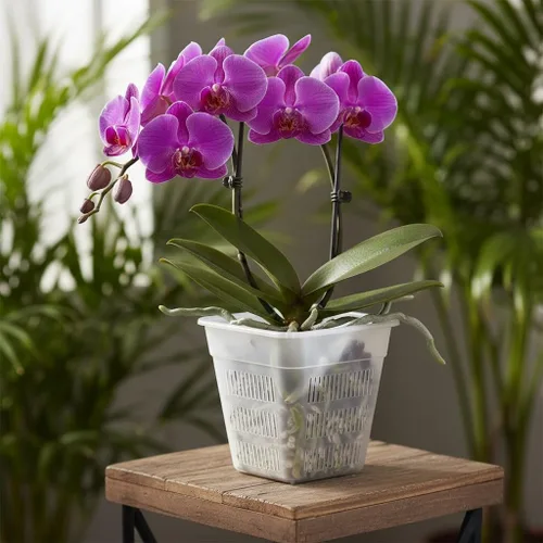 Vista 6 de Maceta cuadrada de plástico para orquídeas con diseño transpirable y transmisor de luz para observación de raíces y crecimiento saludable