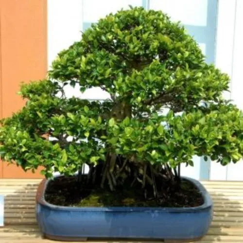 Vista 5 de 5 olmos chinos vivos de 6 a 12 pulgadas Olmo de rápido crecimiento para filas límites y paisajismo de jardín Planta de exterior fácil de cultivar