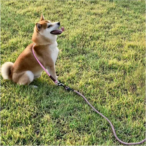 Vista 23 de MayPaw Collar ajustable de cuerda de nailon para entrenamiento de perros, collares de perro Martingala redondos sin tirones para perros pequeños
