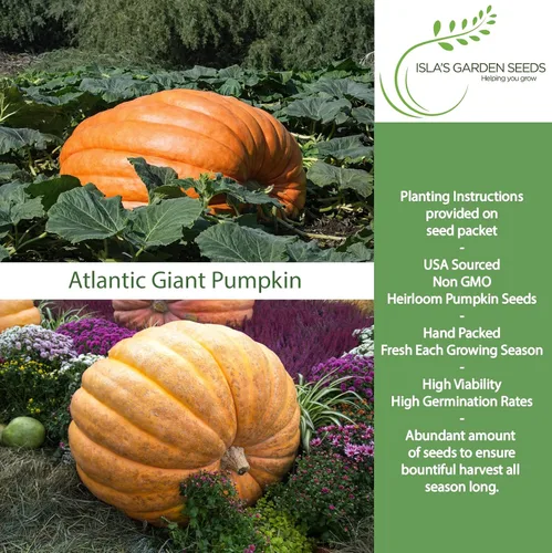 Vista 2 de Semillas de calabaza gigante del Atlántico para plantar, más de 15 semillas de reliquia por paquete, semillas de jardín de Isla