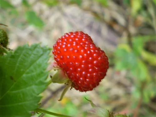 Vista 4 de 20 Seeds Australian Raspberry aka Queensland & Atherton Raspberry Rubus Probus Red Berry Fruit Shrub