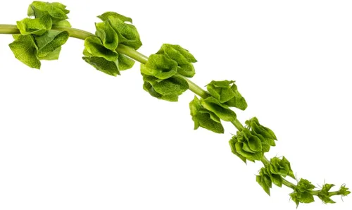 Vista 3 de Bells of Ireland Seeds - Gran adición a los bordes de las flores, aproximadamente 150 semillas