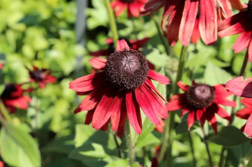 Vista 8 de 20 semillas de flores de Susan de ojos rojos y negros de cereza RUDBECKIA Hirta