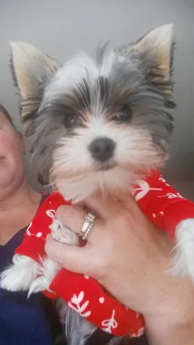Vista 6 de CuteBone Pijamas de Navidad Suaves y Elásticos para Perros - Pijamas Acogedores para Mascotas Mono Transpirable para Perros Pequeños - Atuendo