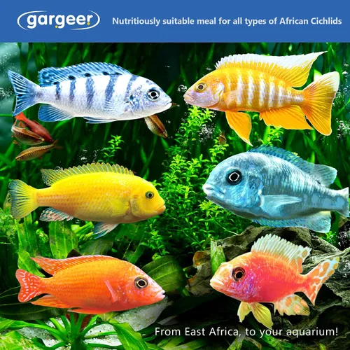 Vista 5 de Gargeer Alimento de pescado cíclido africano de 3 onzas para criadores avanzados. Dieta completa de gel cíclidos africanos para jóvenes y adultos.