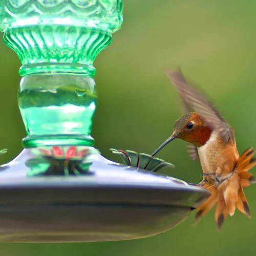 Vista 15 de Perky-Pet 8108-1SR - Comedero de vidrio para colibríes para exteriores, estilo botella antigua, comederos para colibríes de 10 onzas para decoración