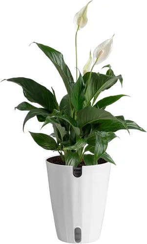 Vista 15 de Costa Farms - Lirio de paz Spathiphyllum, planta viva