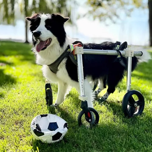 Vista 2 de Silla de ruedas para perros – Carrito ajustable para patas traseras, marco de aluminio ligero, ruedas de absorción de golpes para perros