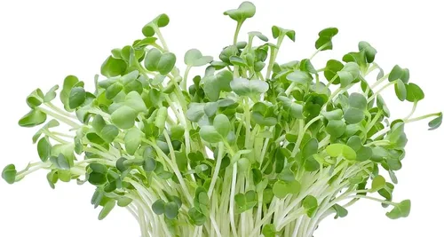 Vista 2 de Microgreens Trio - Semillas de alfalfa, rábano, amaranto rojo - 600 semillas en total, 200 de cada una