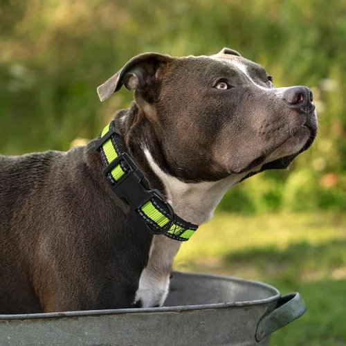 Vista 2 de Mile High Life - Collar para perro con rayas reflectantes 3M y correa de nailon, rojo, azul, verde, morado y rosa
